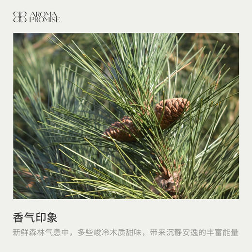 松针叶精油10ml有效期至26年9月21日 森林松木质香调 激活身心疏通消yan 商品图1