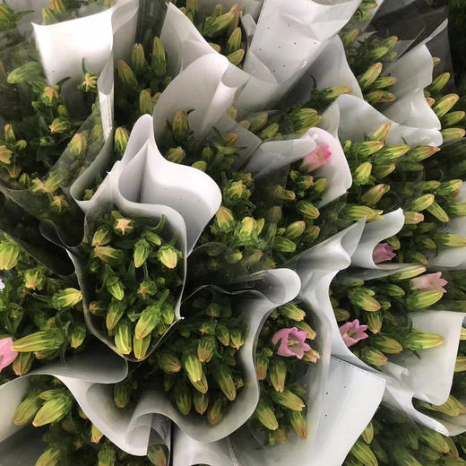 随机色---风铃花 商品图0