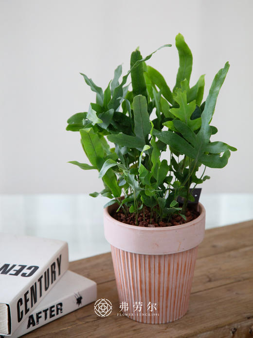 篮星水龙骨 商品图0