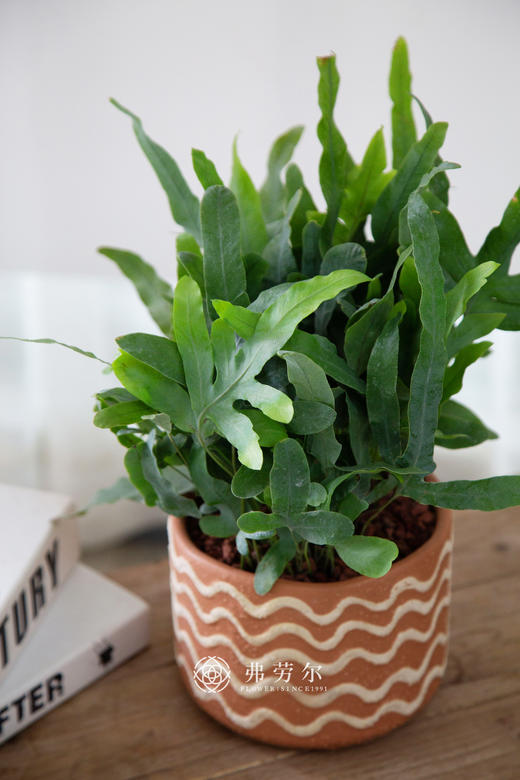 篮星水龙骨 商品图1