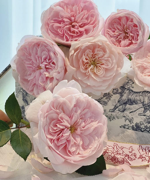 【昆明玫瑰】奥斯汀花型 凯瑟琳 20枝/扎 商品图0