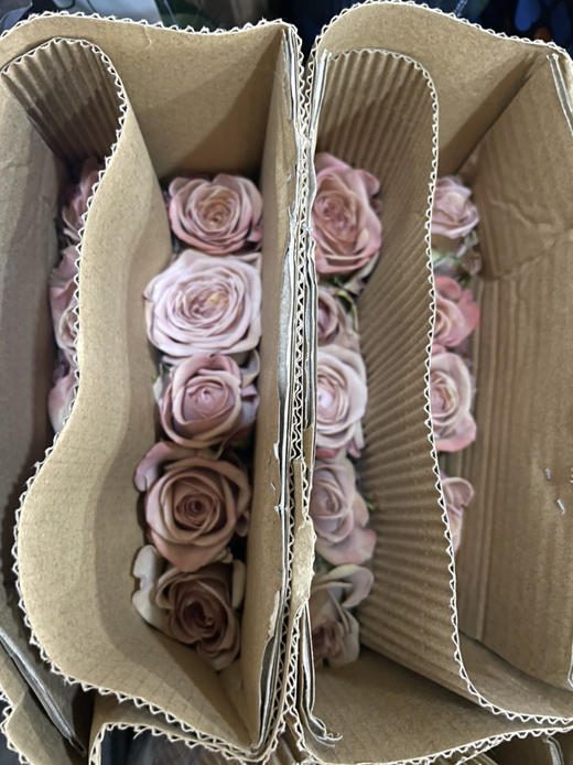 【秒杀福利】南粤推荐-卡布奇诺  20枝 商品图4