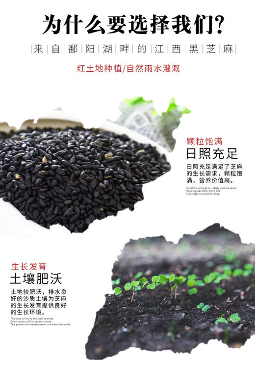 有机炒香黑芝麻 商品图2