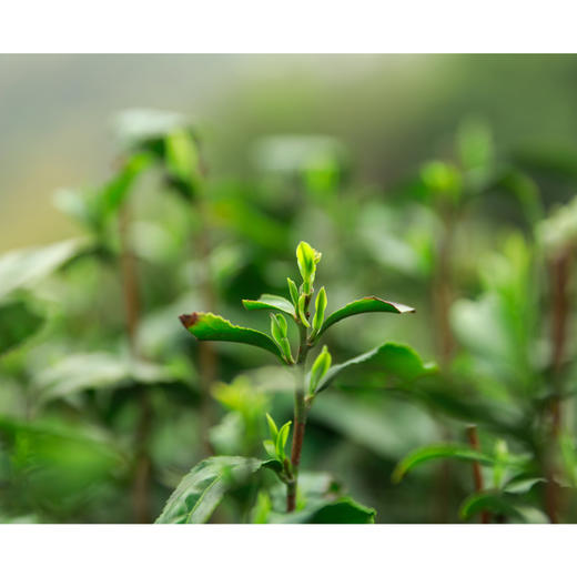 2026西湖明前龙井🍵核心yi级产区 高山明前龙井 头茬开采制作中！龙井43头茬 早送礼心意足 清甜香气 ！老茶树群体种头茬香郁 老茶客s选！花花品质生活团 商品图11