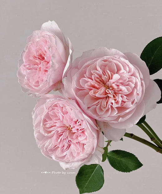 【昆明玫瑰】奥斯汀花型 凯瑟琳 20枝/扎 商品图1