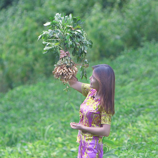云南野地七彩花生 商品图3