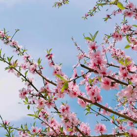桃花3-5枝一扎（江南无所有，聊赠一枝春。）