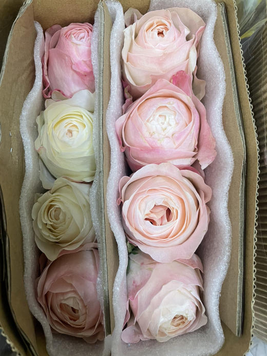 【昆明玫瑰】奥斯汀花型 凯瑟琳 20枝/扎 商品图2