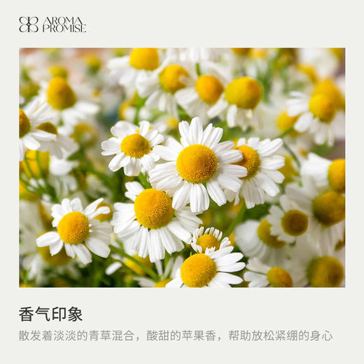 罗马洋甘菊2ml香甜的花香中带着青草气息 sha菌消yan缓解头部不适和睡眠 商品图1