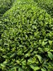 一口新茶满口春 | 2023年梅家坞群体种西湖龙井限时预售  一级产区   绿茶 商品缩略图1
