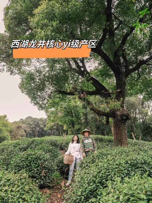 2026西湖明前龙井🍵核心yi级产区 高山明前龙井 头茬开采制作中！龙井43头茬 早送礼心意足 清甜香气 ！老茶树群体种头茬香郁 老茶客s选！花花品质生活团 商品图4