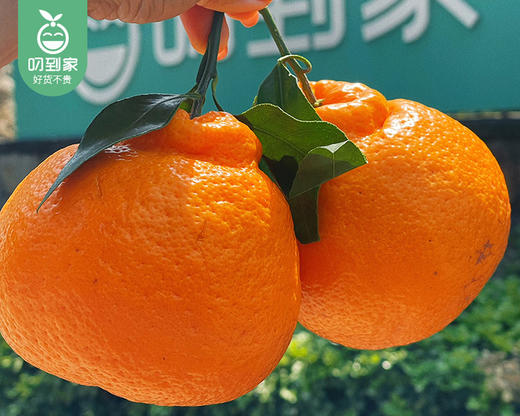 四川眉山精笃大雅柑礼盒/1箱（3.5kg±100g） 商品图3