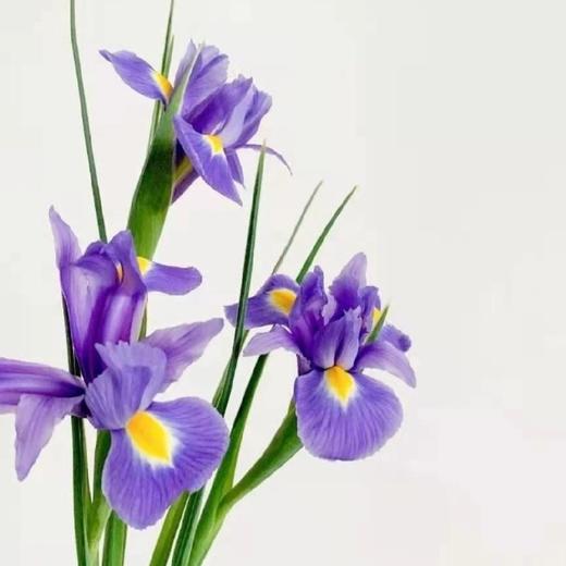 鸢尾10枝一扎 商品图0