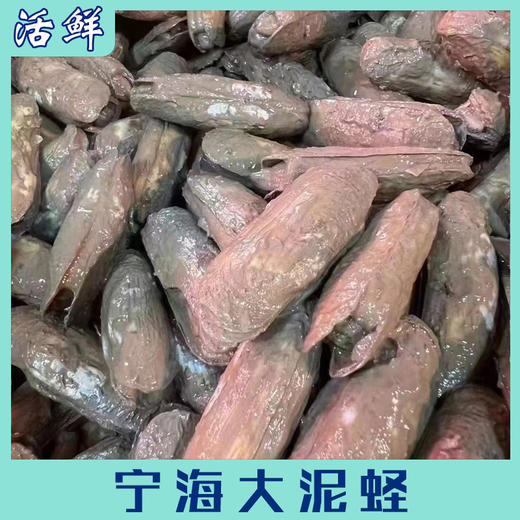 宁海大泥蛏【活鲜】 商品图8