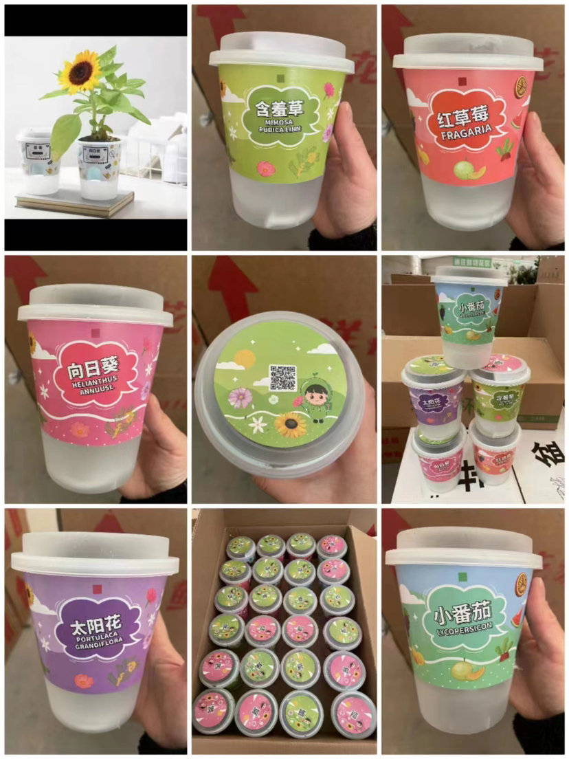 【绿植现货】种子乐乐杯8.9(让小朋友感觉 种植物的意义 现货 下单即可到店自提）
