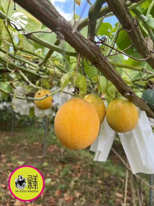 【奇珍异果】国产哥伦比亚热情果（爱情果）纯甜百香果10-12枚一箱 商品图5