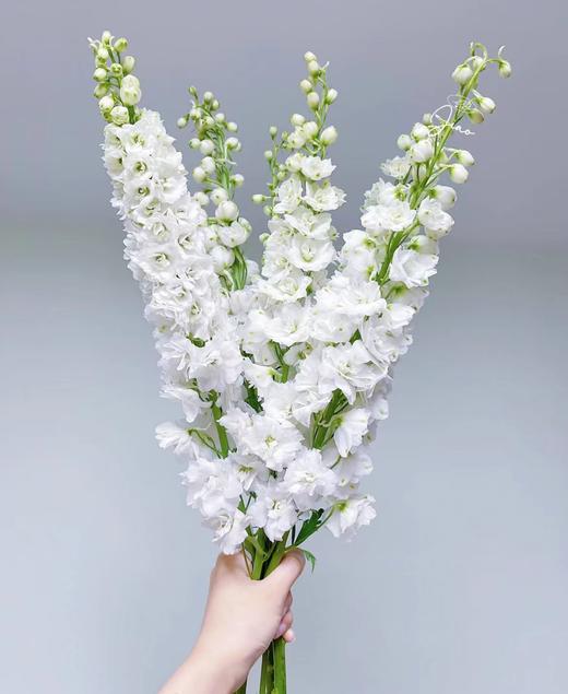 【现货】肯尼亚大飞燕-白色  5支/扎   约90公分 商品图7