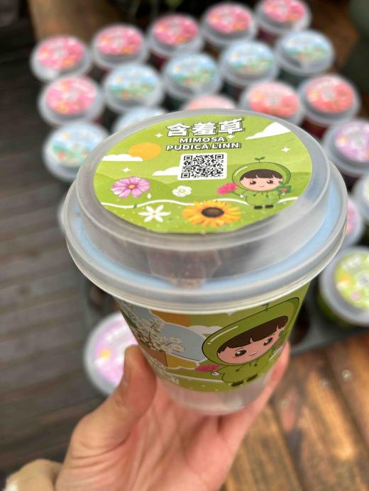 【绿植现货】种子乐乐杯8.9(让小朋友感觉 种植物的意义 现货 下单即可到店自提） 商品图5