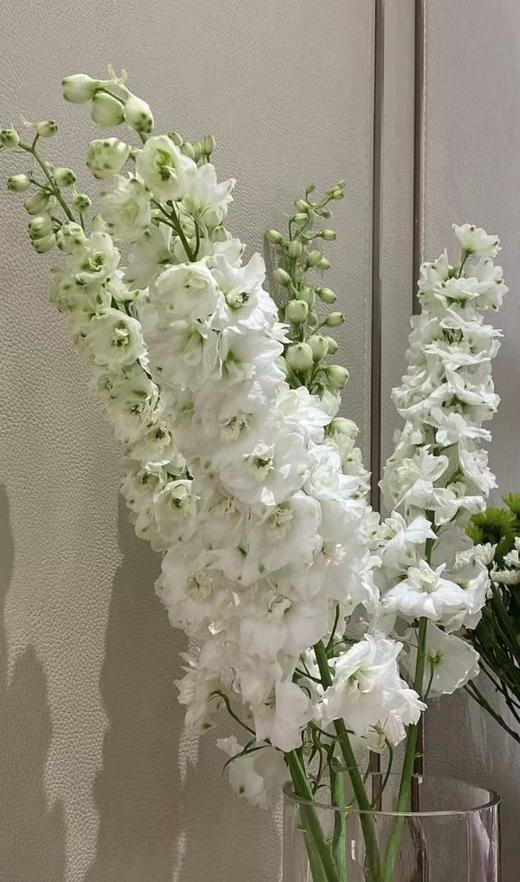 【现货】肯尼亚大飞燕-白色  5支/扎   约90公分 商品图2