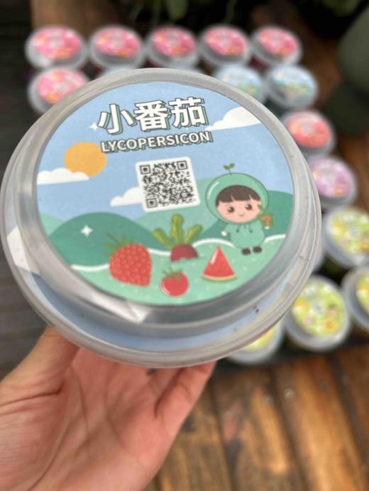 【绿植现货】种子乐乐杯8.9(让小朋友感觉 种植物的意义 现货 下单即可到店自提） 商品图7