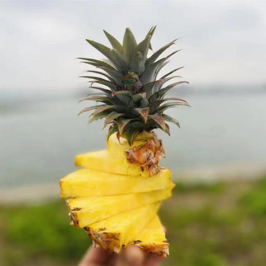 海南树上熟金钻凤梨 长的狂野，甜的专一 118项农残0检出报告+有机认证 商品图4