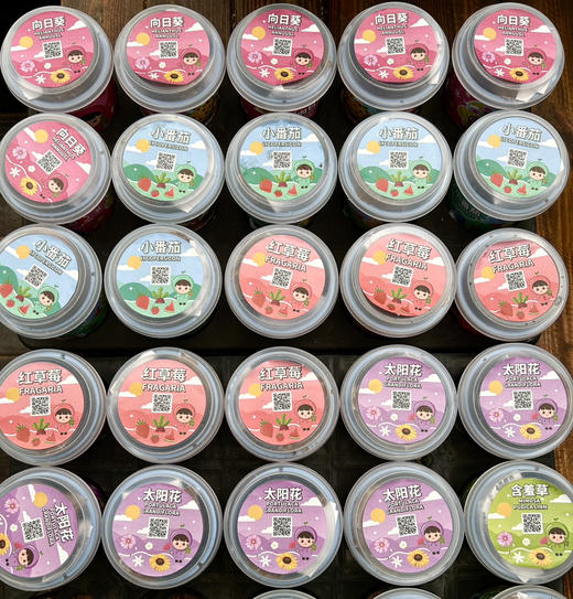 【绿植现货】种子乐乐杯8.9(让小朋友感觉 种植物的意义 现货 下单即可到店自提） 商品图1