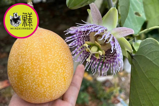 【奇珍异果】国产哥伦比亚热情果（爱情果）纯甜百香果10-12枚一箱 商品图3