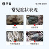 华畜氟苯尼考溶液 鸡鸭鹅黄绿白痢大肠杆菌浆膜炎 呼吸道 商品缩略图1