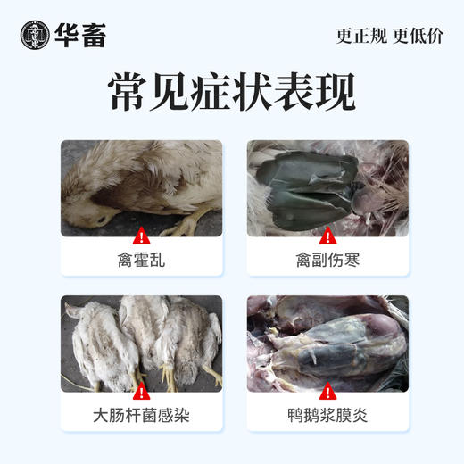 华畜氟苯尼考溶液 鸡鸭鹅黄绿白痢大肠杆菌浆膜炎 呼吸道 商品图1