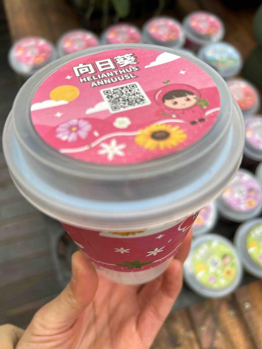 【绿植现货】种子乐乐杯8.9(让小朋友感觉 种植物的意义 现货 下单即可到店自提） 商品图8