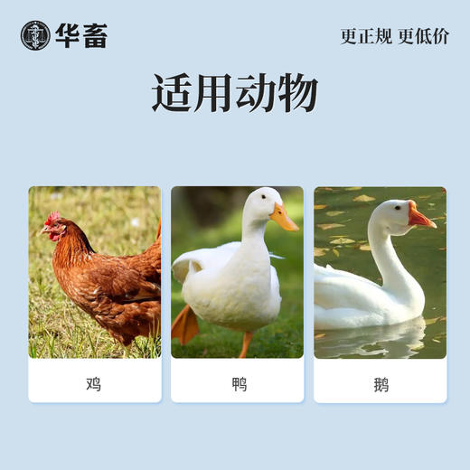 华畜氟苯尼考溶液 鸡鸭鹅黄绿白痢大肠杆菌浆膜炎 呼吸道 商品图2