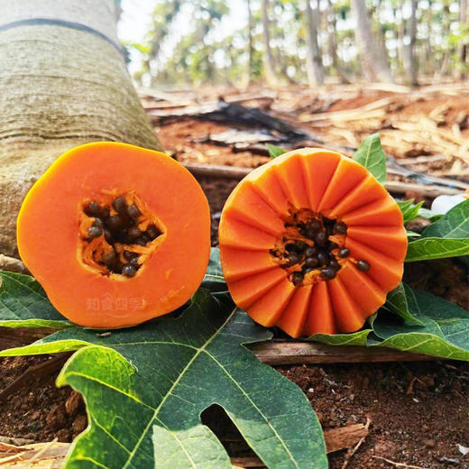 雷州树上熟冰糖心木瓜 布丁般的口感 香甜浓郁 水份足 商品图1