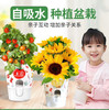 【绿植现货】种子乐乐杯8.9(让小朋友感觉 种植物的意义 现货 下单即可到店自提） 商品缩略图2
