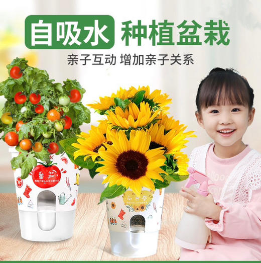 【绿植现货】种子乐乐杯8.9(让小朋友感觉 种植物的意义 现货 下单即可到店自提） 商品图2