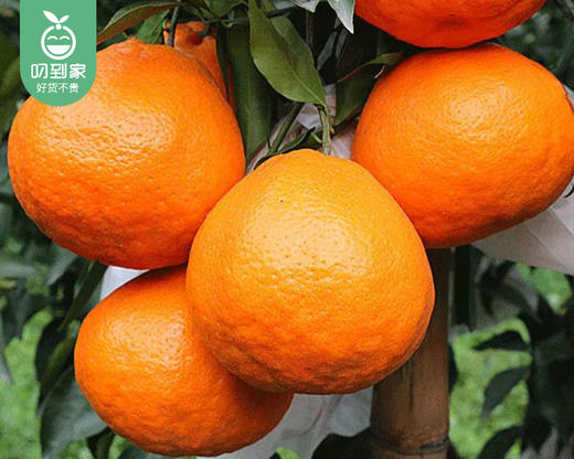 四川眉山精笃大雅柑礼盒/1箱（3.5kg±100g） 商品图4