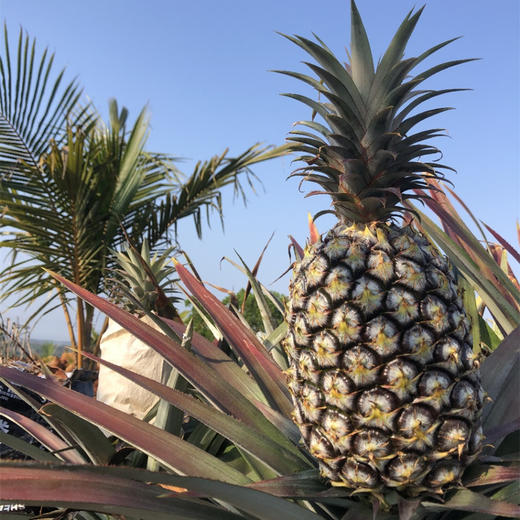 海南树上熟金钻凤梨 长的狂野，甜的专一 118项农残0检出报告+有机认证 商品图10