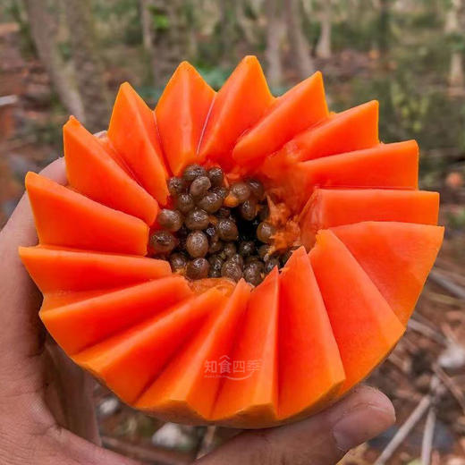 雷州树上熟冰糖心木瓜 布丁般的口感 香甜浓郁 水份足 商品图0