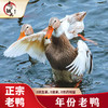 【独元】4年老鸭1kg*1只 商品缩略图0