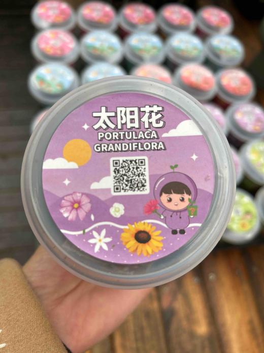 【绿植现货】种子乐乐杯8.9(让小朋友感觉 种植物的意义 现货 下单即可到店自提） 商品图4