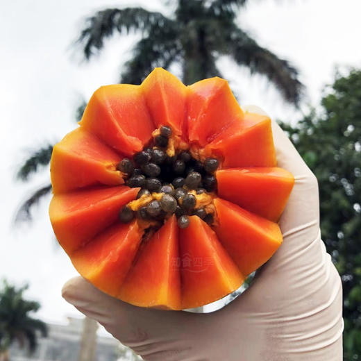 雷州树上熟冰糖心木瓜 布丁般的口感 香甜浓郁 水份足 商品图2
