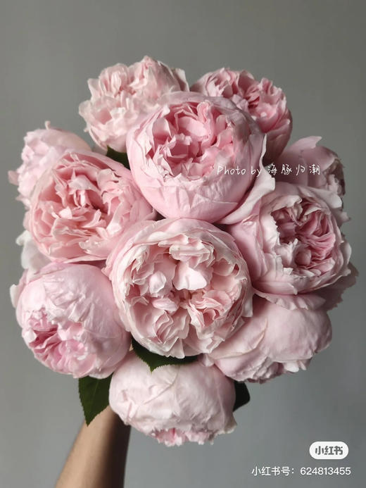 肯尼亚进口Peony Pink粉牡丹玫瑰花10支 商品图1