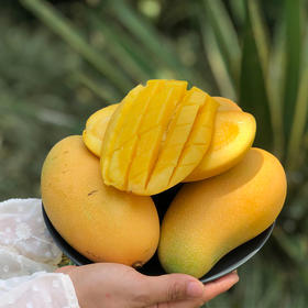 【海南.金煌芒】 新鲜采摘 果香浓郁 肉质饱满 香甜多汁 鲜滑爽口  营养美味～