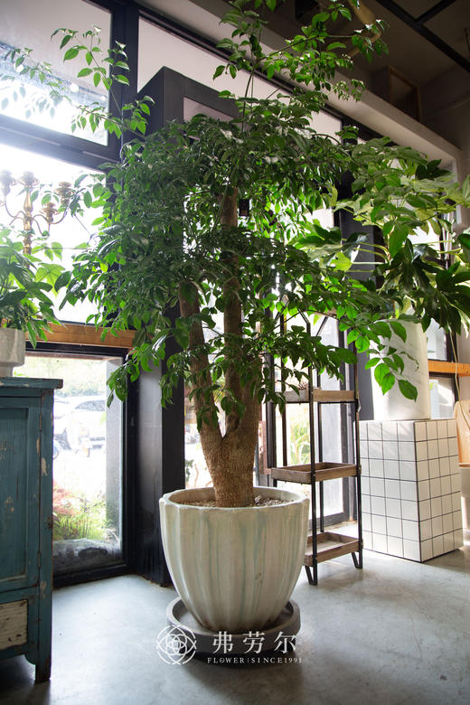 幸福树 商品图0