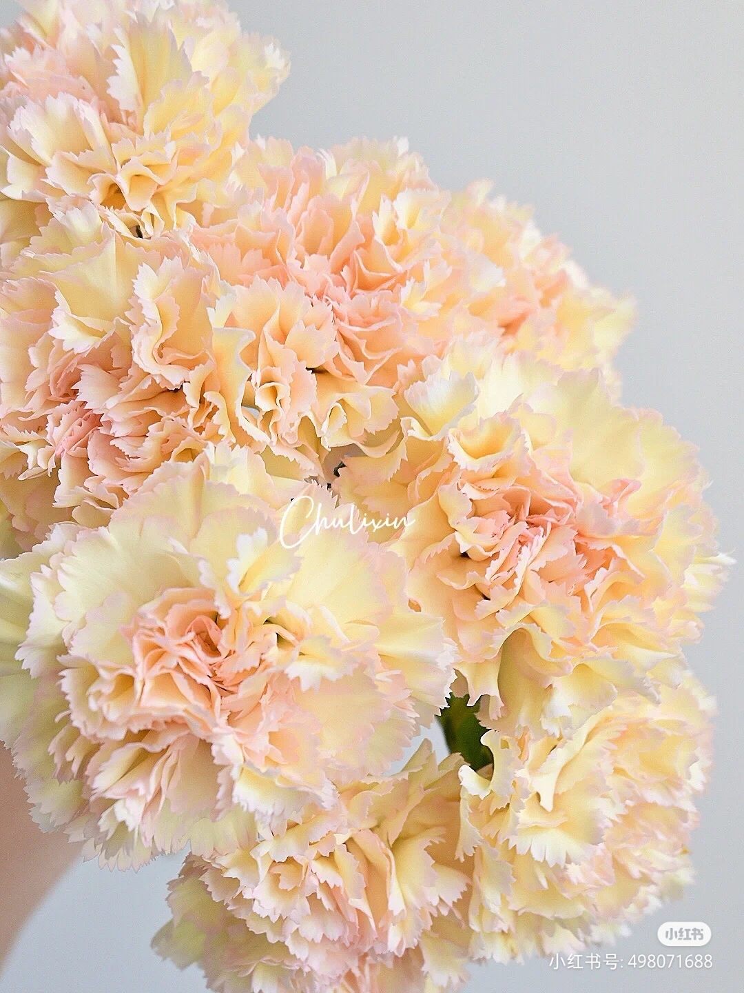 康乃馨可可西里