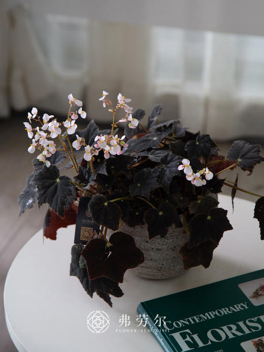 秋海棠 商品图1