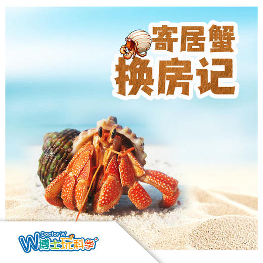 【北京】寄居蟹换房记（动物博物馆） 商品图0