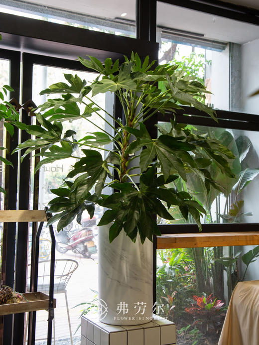 八角金盆 商品图0