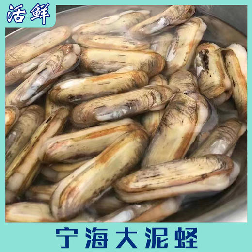 宁海大泥蛏【活鲜】 商品图2