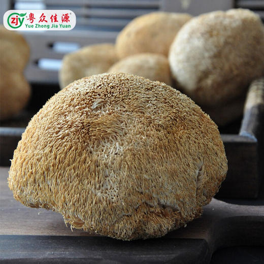 【粤众佳源】精选猴头菇90 g 商品图3