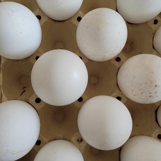 狮头鹅蛋 商品图0